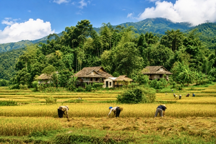 Contempler les paysages dorés de Mai Chau pendant la saison des récoltes
