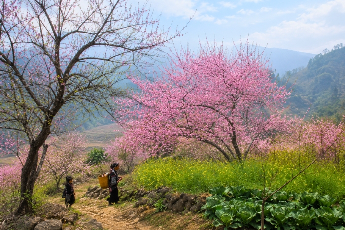 Que faire à Mai Chau pendant l’hiver ? Découvrir les fleurs qui embellissent la vallée