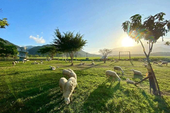 Champ de moutons de Gia Hung