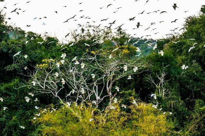 Des milliers d&rsquo;oiseaux viennent nicher dans la r&eacute;serve en fin de journ&eacute;e