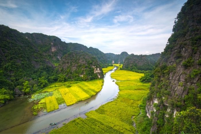 Admirez les rizi&egrave;res dor&eacute;es depuis la rivi&egrave;re Ngo Dong 