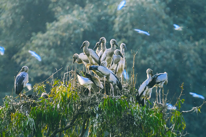  Les oiseaux se rassemblent au sommet de l'arbre à l'aube