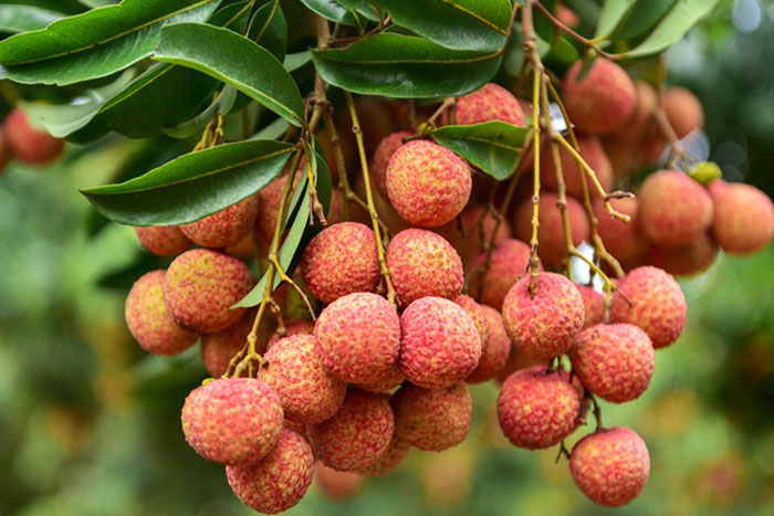 Litchi au jardin d'oiseaux de Thung Nham