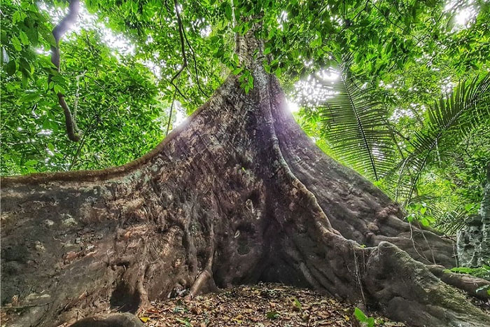 L'arbre ancien 