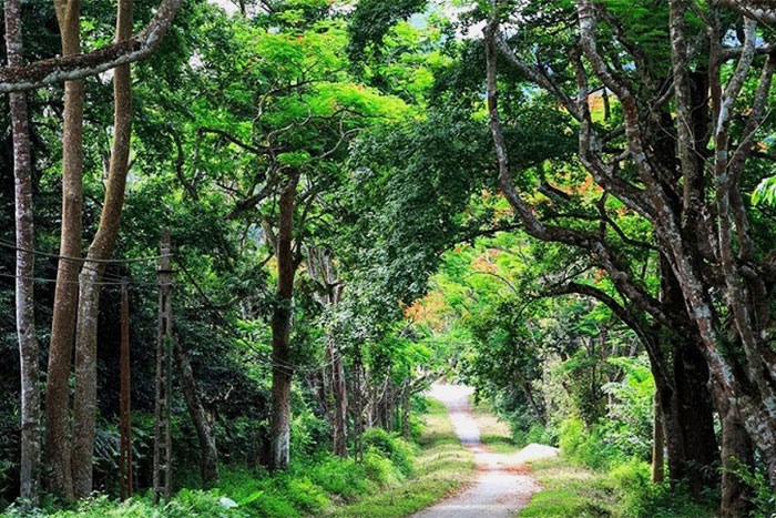 Route vers le jardin botanique de Cuc Phuong