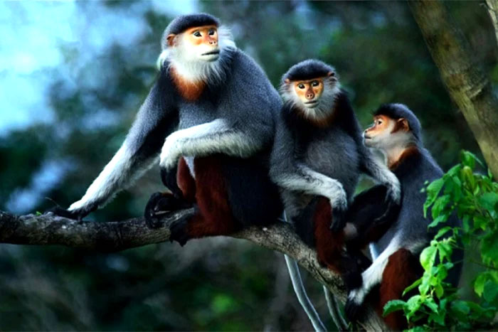 Animaux en voie de disparition au Centre de sauvetage des primates