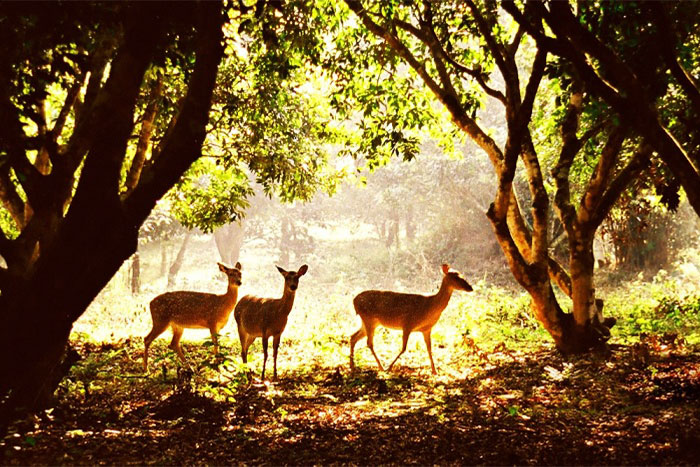 Les Cerfs Aboyeurs dans La Forêt de Cuc Phuong