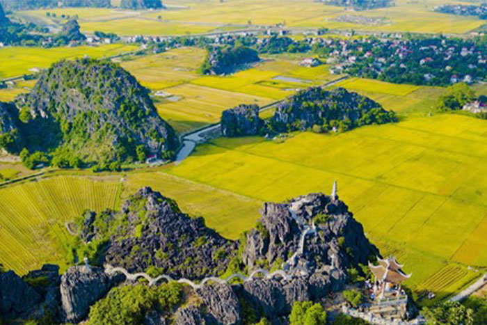 La saison du riz mûr à Ninh Binh