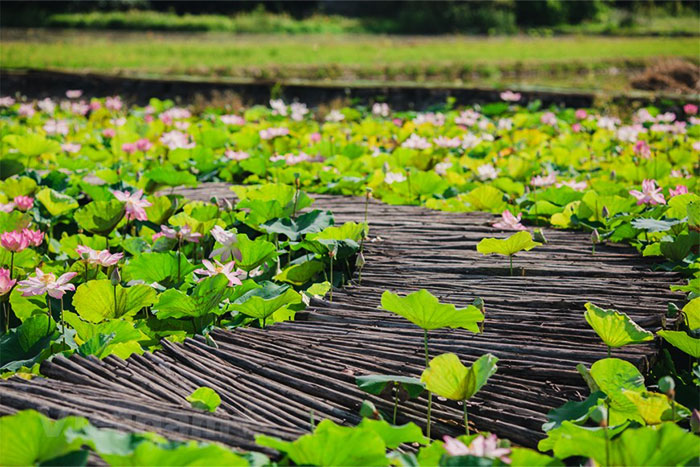 Lotus en Pleine Floraison