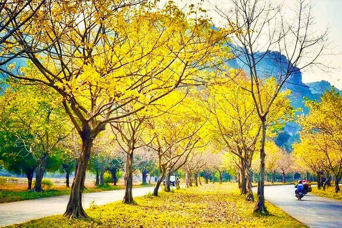 Les arbres de Bodhi de la pagode Bai Dinh