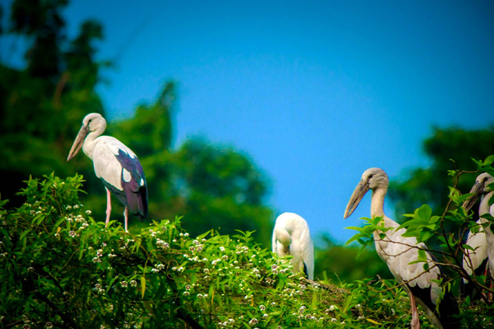 Thung Nham, le parc ornithologique