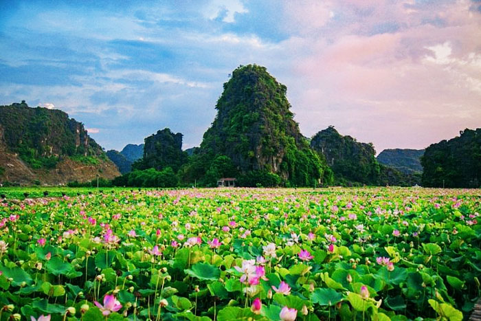 Saison des Fleurs de Lotus dans la Réserve Naturelle de Van Long