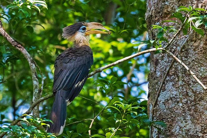 Observation des oiseaux dans le parc national de Cuc Phuong
