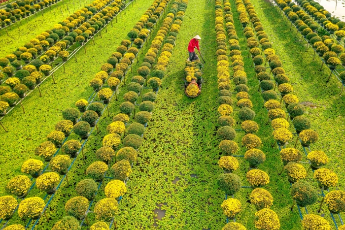 Sa Dec est l&rsquo;un des plus grands centres de production de fleurs et de plantes ornementales du delta du M&eacute;kong et du Sud du Vietnam