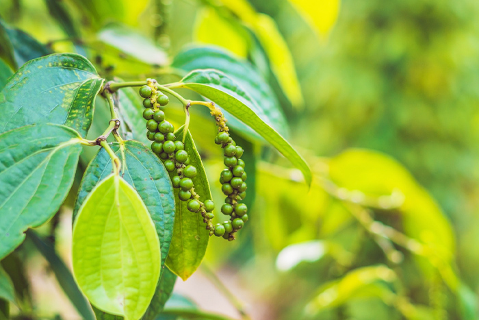 Visitez une plantation de poivre