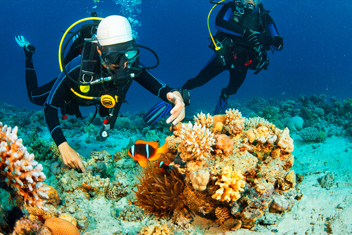 Plongée sous-marine ou snorkeling