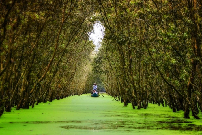 Forêt de cajeputiers de Tra Su – un écosystème unique et spectaculaire