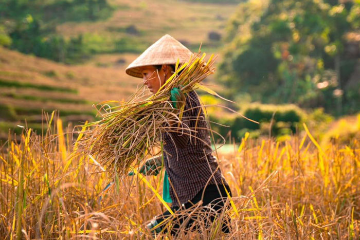 La réserve naturelle de Pu Luong 