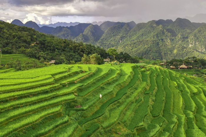 Admirer les rizières en terrasses lors du voyage à Pu Luong 5 jours