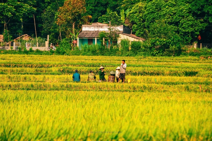 Les rizi&egrave;res en terrasses &agrave; Pu Luong en mai