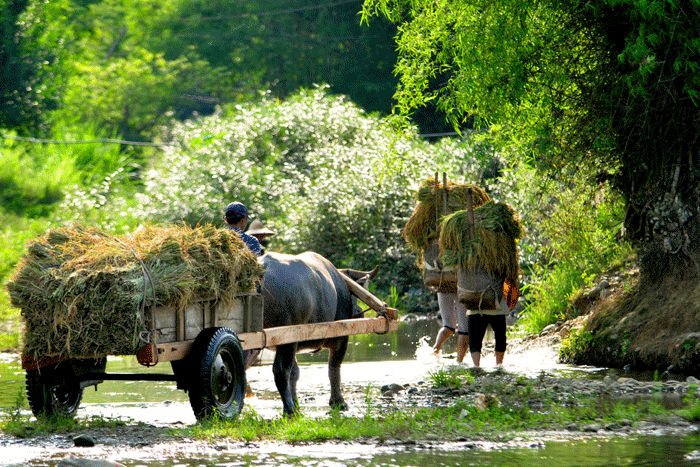 Participer à diverses activités agricoles au village de Son Ba Muoi