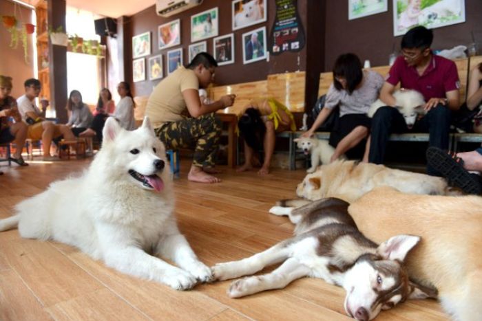 Hanoi : promenades urbaines et cafés adaptés aux chiens