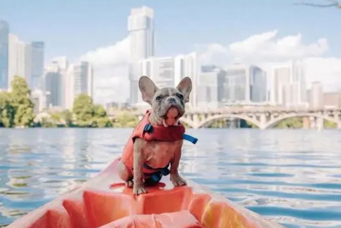 Voyager avec son chien devient plus accessible dans les grandes villes vietnamiennes