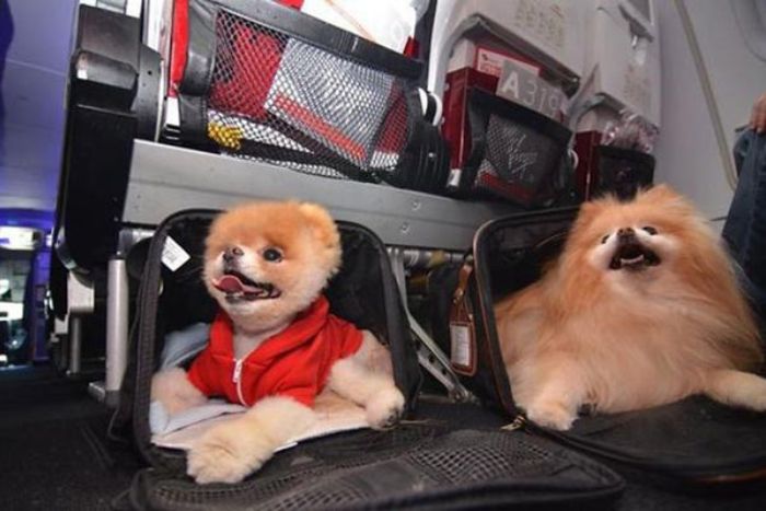 Bien préparer son chien avant un voyage au Vietnam