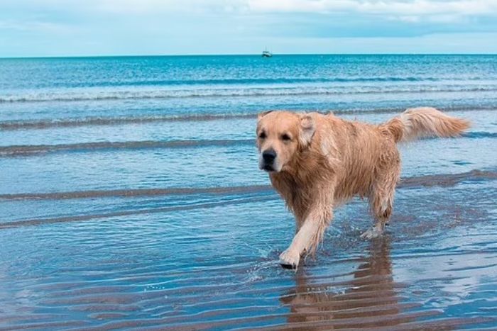Phu Quoc : plages et hébergements adaptés aux voyageurs avec chien