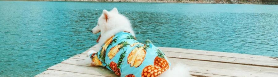 Découvrez que faire au Vietnam avec son chien
