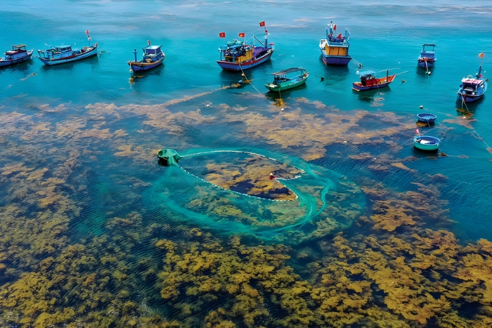 Explorer la forêt d'algues sous la mer à Quy Nhon