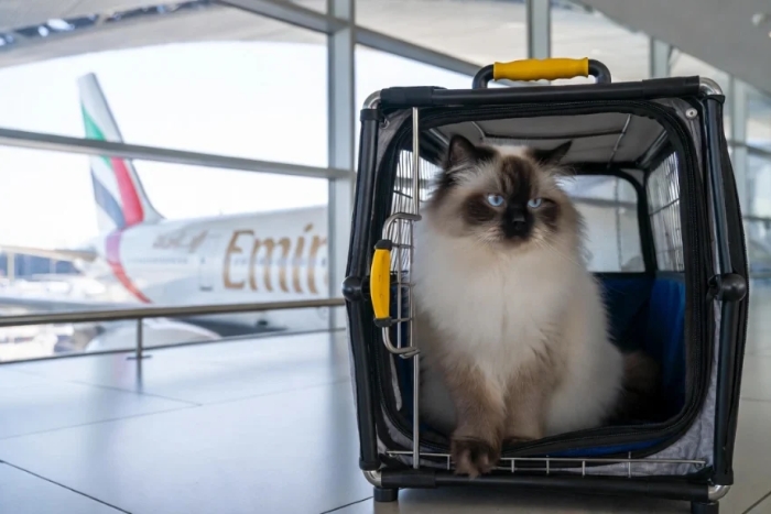 Voyager avec un animal vers le Vietnam avec Emirates
