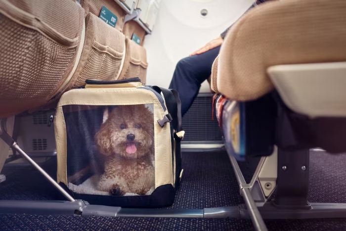 Avec Etihad Airways, les animaux sont admis en classe &Eacute;conomique et en classe Affaires