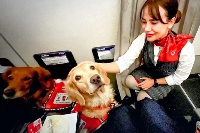 Turkish Airlines autorise les chiens pesant jusqu'&agrave; 8 kg &agrave; voyager en cabine