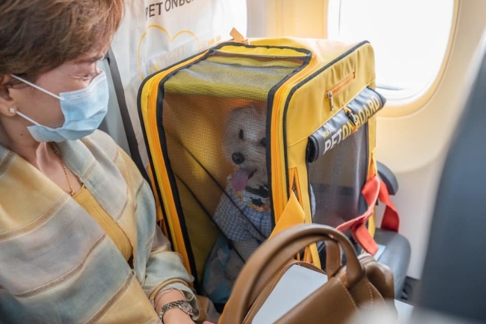 Thai Airways est une compagnie a&eacute;rienne qui accepte les animaux