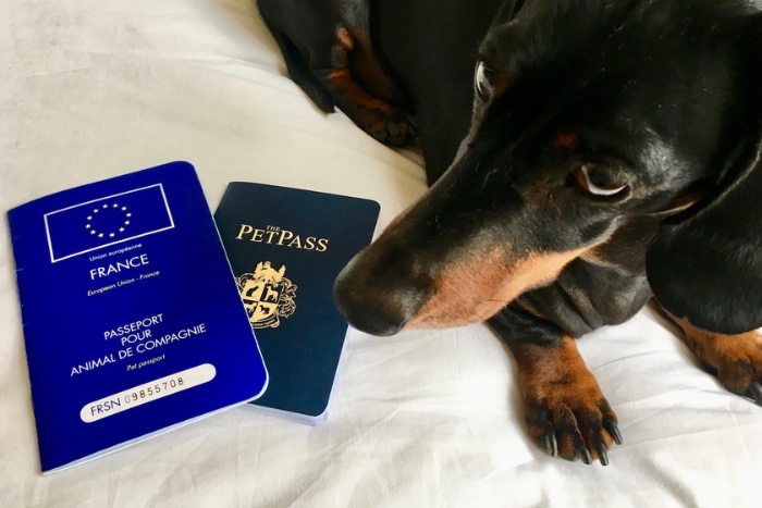 Quels documents faut-il pour importer un chien au Vietnam ?