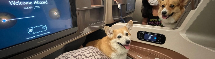 Comparatif compagnies a&eacute;riennes pour animaux vers le Vietnam