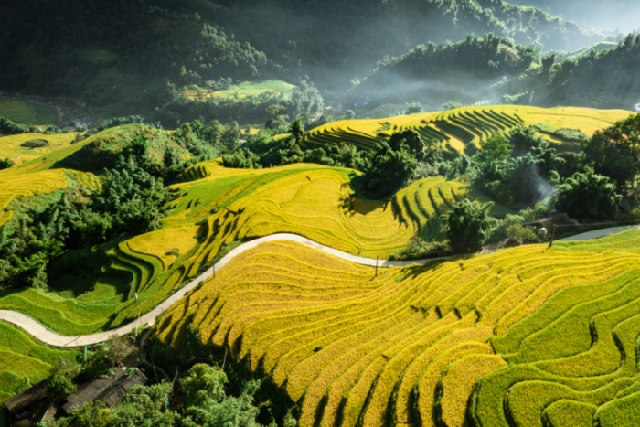 Venir au Vietnam en octobre vous permet d’admirer les rizières en terrasses dorées de Sapa