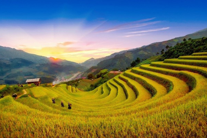En visitant le Vietnam en septembre, vous ne pouvez pas manquer le spectacle des rizières en terrasses dorées