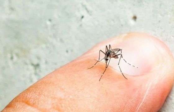 Période Moustique Au Vietnam - Comment éviter La Dengue Au Vietnam ?