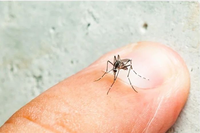 Le moustique Aedes responsable de la dengue