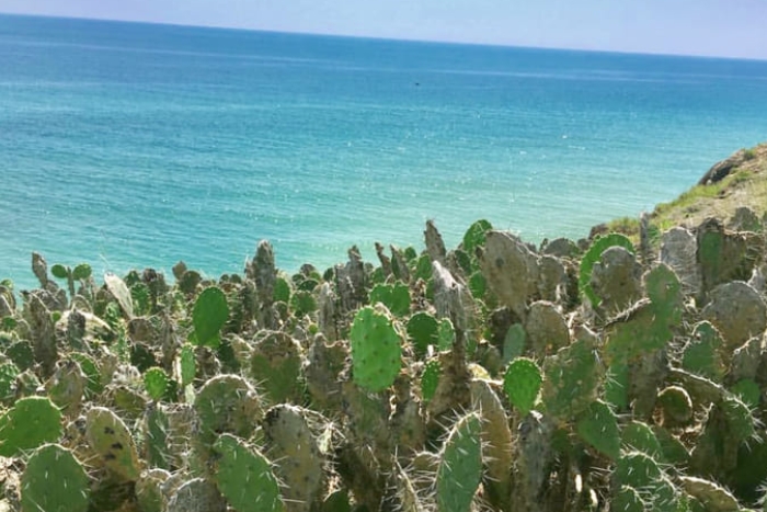 Cactus au bord de la plage centre vietnam Bai Xep