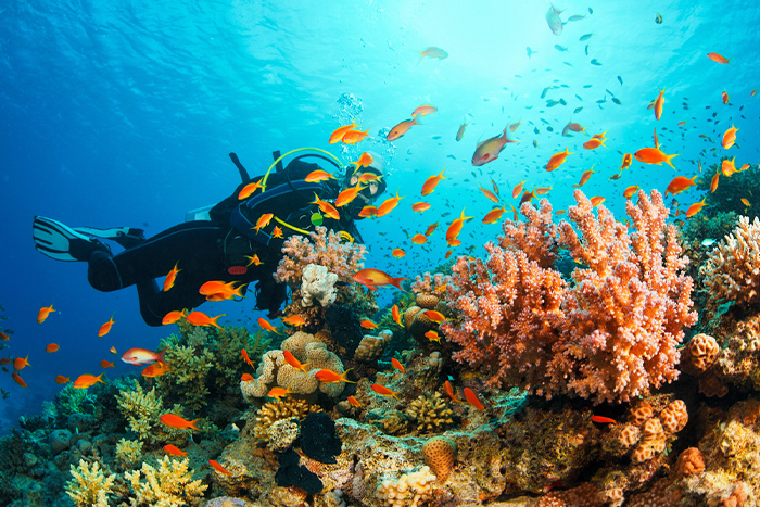 Plongée sous-marine à Nha Trang en juin