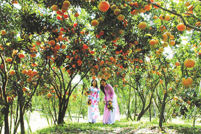 Découvrez le jardin fruitier dans le delta du Mékong en mai