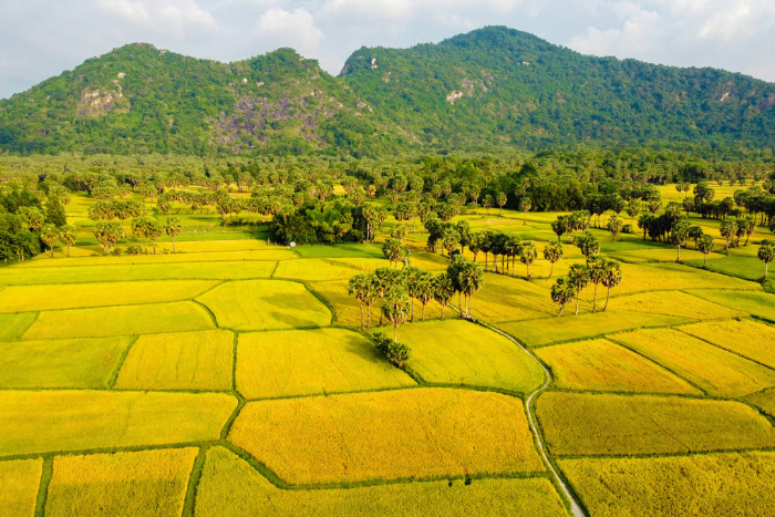 Où voir les rizières Sud Vietnam? Explorez les rizières de Ta Pa, An Giang