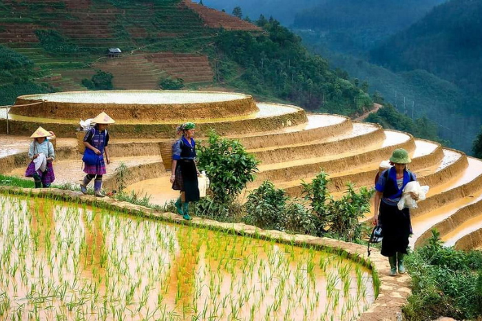 Les agriculteurs repiquent les plants sur les rizières Nord Vietnam 