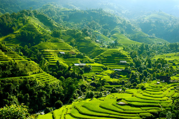 Quand visiter les rizières au Vietnam? Visitez les rizières en terrasse vertes de Hoang Su Phi, Ha Giang