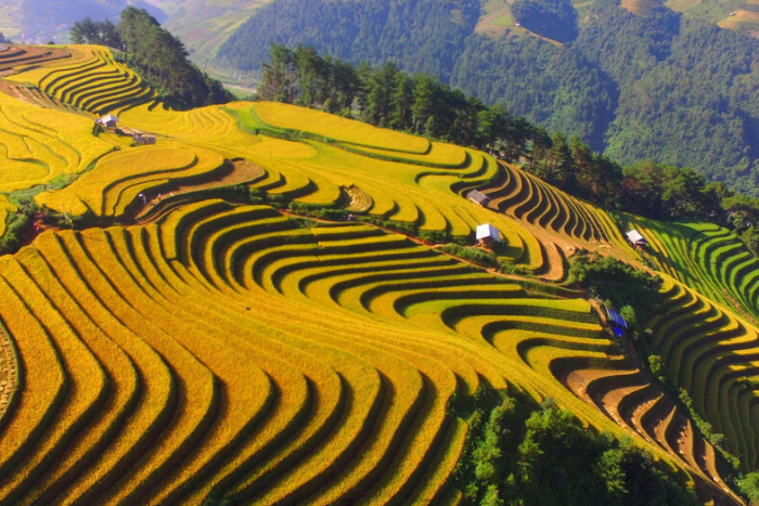 Visiter les terrasses nord vietnam: Rizières en terrasse de Mu Cang Chai à Yen Bai 