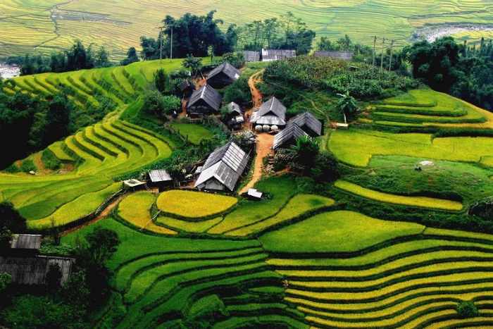 Les rizières en terrasse à Sapa avec les petites maisons des locaux