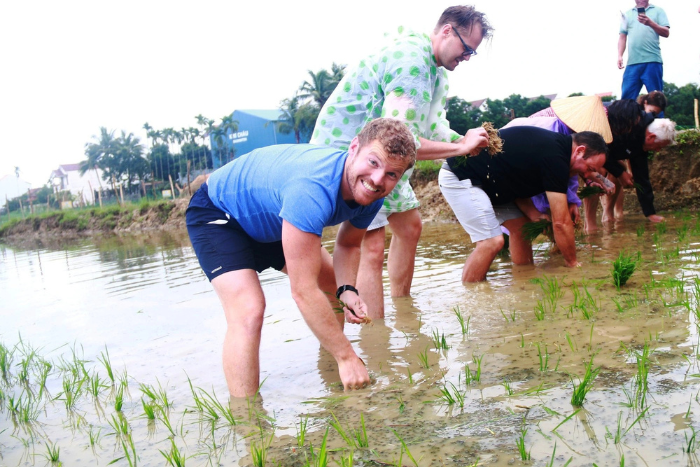 Les touristes apprennent à récolter les cultures aux rizières vietnam